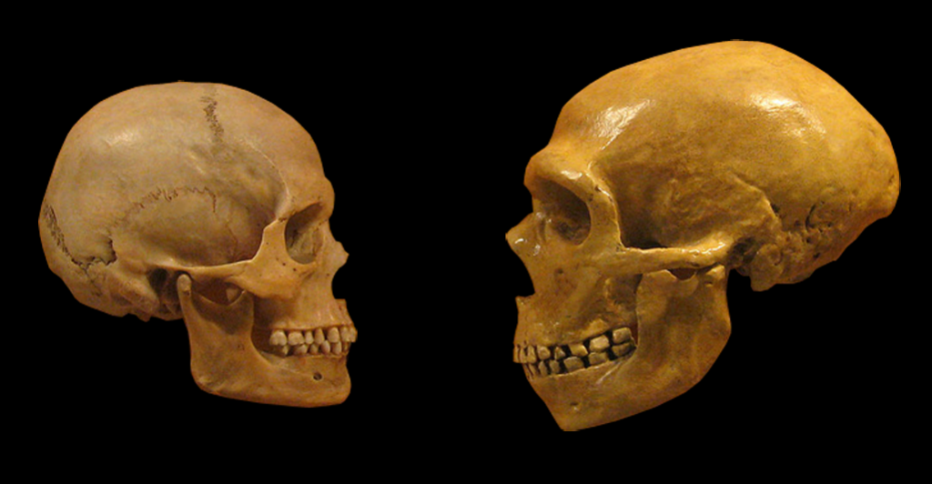 Sapiens Neanderthal Comparison - Wikimedia Commons