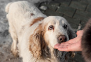 Dogs Can Smell Epileptic Seizures Study Finds Discover Magazine