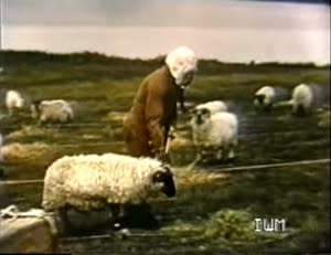 gruinard_anthrax_sheep2-300x231.jpg