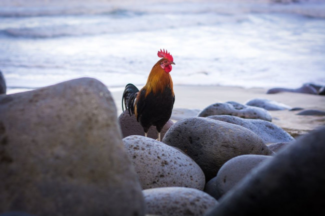 Wild Chickens Beach Rooster