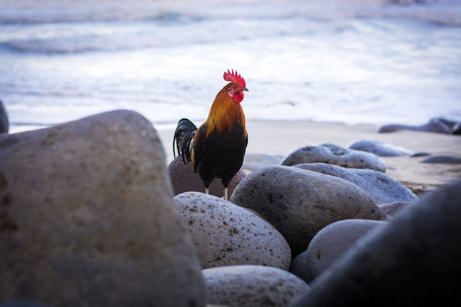 Wild Chickens Beach Rooster