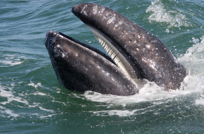 Gray Whale Baleen