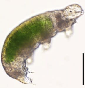 Acutuncus antarcticus tardigrade - Cryobiology 2015