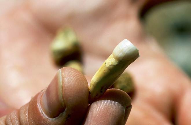 hominin tooth and leg bone