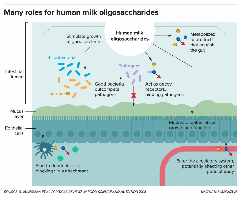 G-human-milk-oligo-roles-alt-1024x836