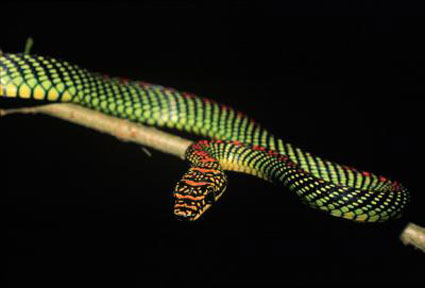 gliding-snake.jpg