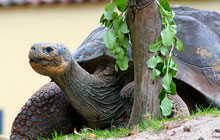 galapagos-tortoise.jpg
