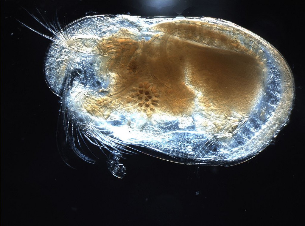 1200px-Ostracod