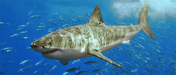 Great_white_shark.jpg