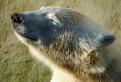 polar%20bear%20250.jpg