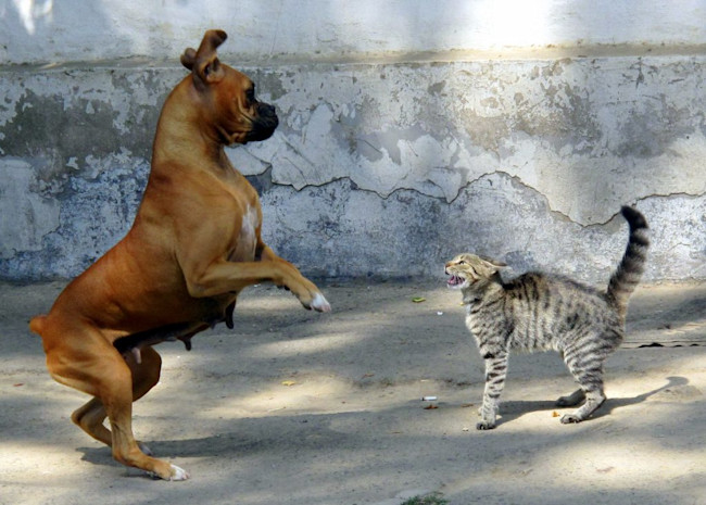 Cat and Dog - Wikimedia