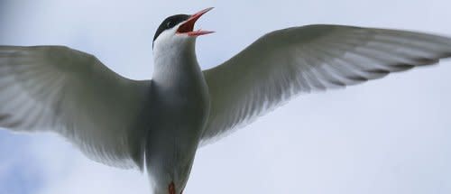 800px.Artic_tern_8664.jpg