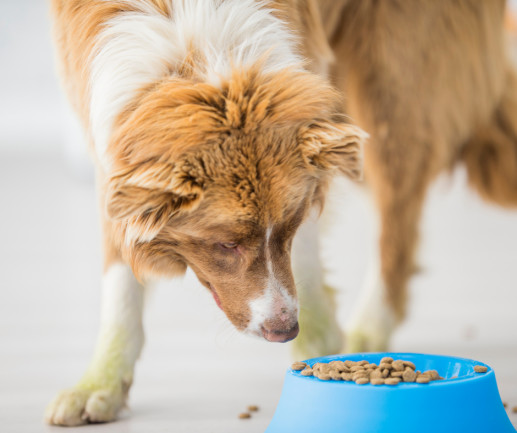 Is Olive Oil Good for Dogs? – Olive Oil Lovers