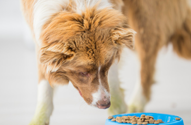 20 Best Dog Foods for Picky Eaters in 2023 | Discover Magazine 20 Best Dog Foods For Picky Eaters In 2023 | Discover Magazine