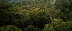 800px-Amazon_Manaus_forest-300x129.jpg