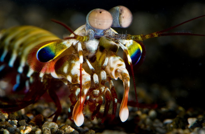 Mantis Shrimp - Roy L. Caldwell