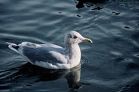 Glaucousbackedgull.jpg