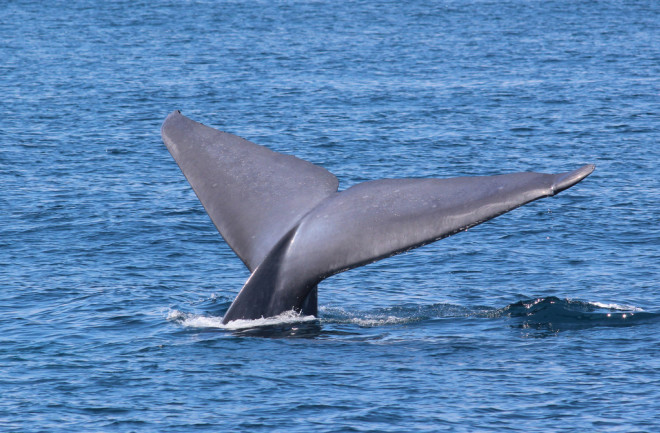 blue-whale-fluke.jpg