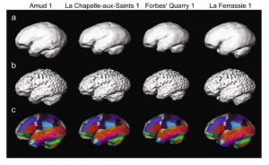 Neanderthal brains were digitally reconstructed, showing specific regions, based on CT scans of skulls (credit: Kochiyama et al 2018 Scientific Reports)