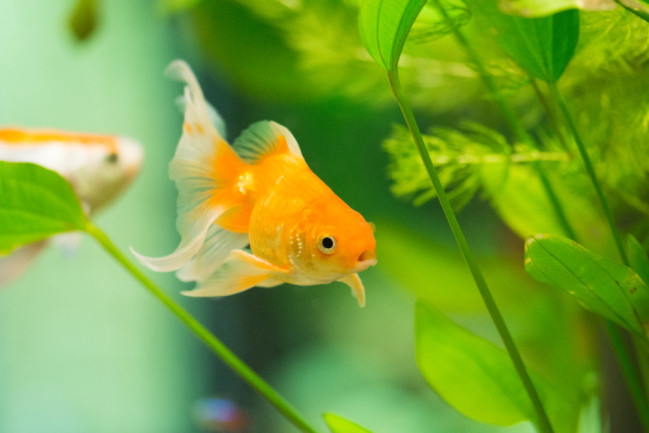 Goldfish belong in an aquarium, not in the wild