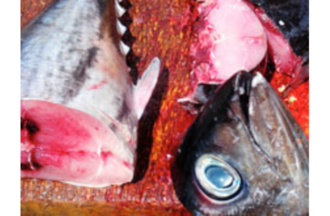 Rare Genetic Condition Makes Woman Smell Like Fish Discover Magazine Rare Genetic Condition Makes Woman Smell Like Fish Discover Magazine