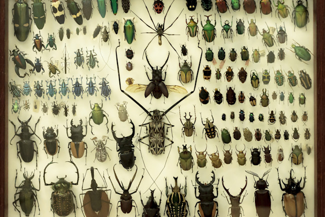 Are Insects Going Extinct The Debate Obscures The Real Dangers