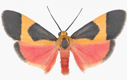 cisthene-martini.jpg