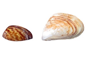 zebra-mussels