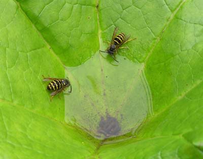 aa-vespula-vulgaris.jpg
