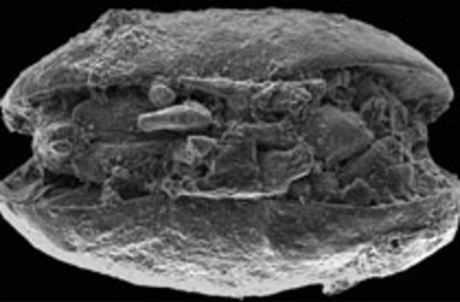 fossil-ostracod.jpg
