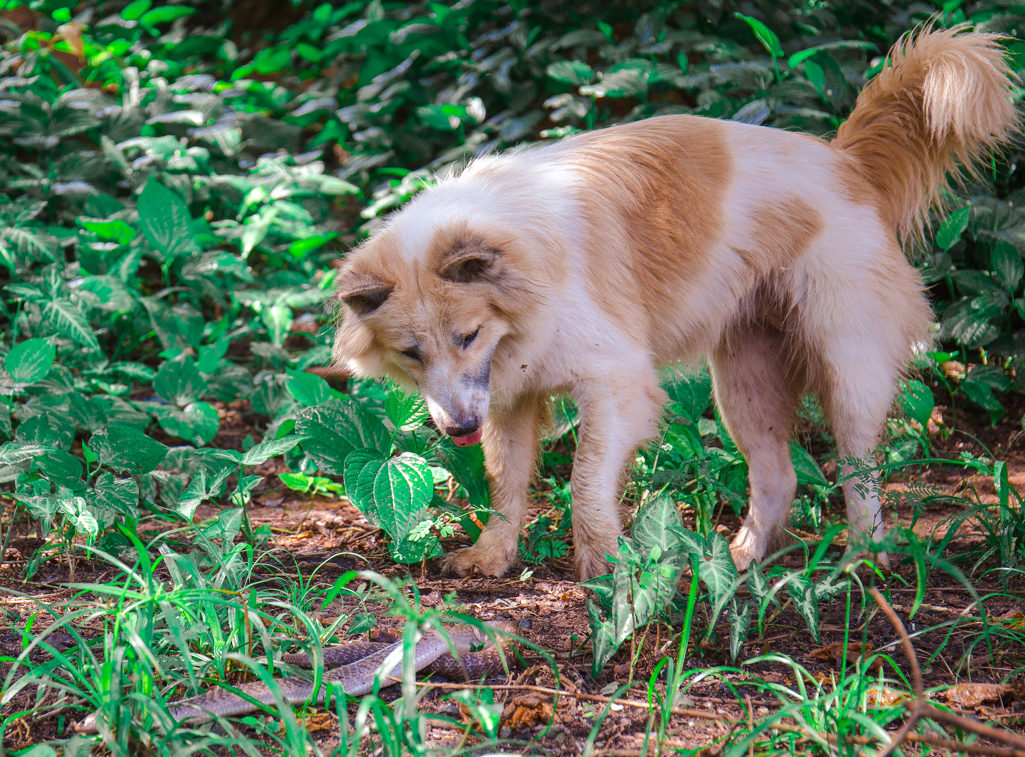 Why are snakes afraid of dogs?