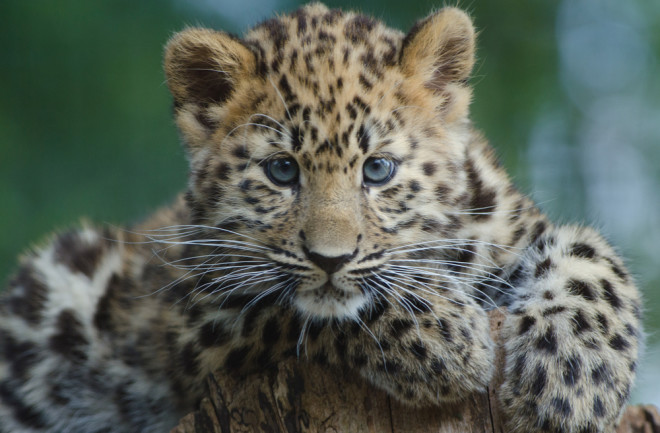 An Amur Leopard Cub lounges in a tree