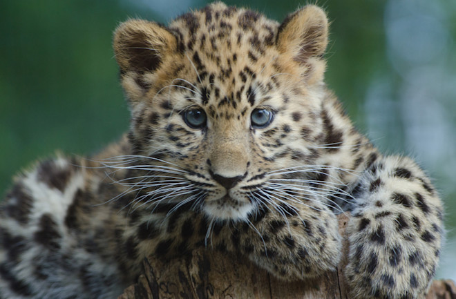 Here Are Just 4 Animals We Could Lose Before 2050 | Discover Magazine