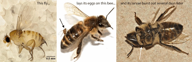 Bee_fly_parasite.gif