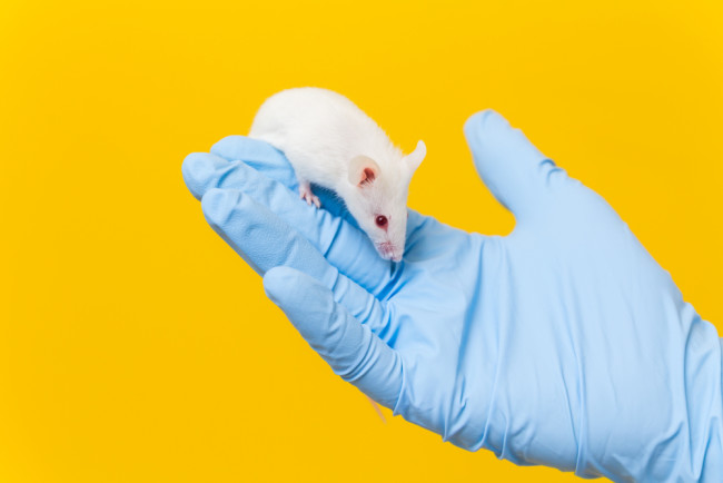 White Lab Mouse - Shutterstock