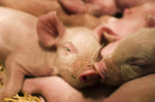 piglets220.jpg