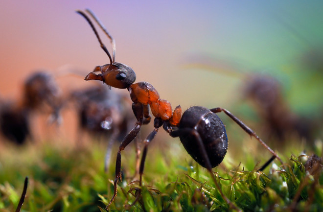 Ant - Shutterstock