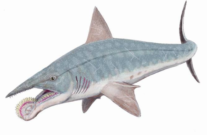 Helicoprion Spiral-Lipped Shark - Dmitry Bogdanov CC BY