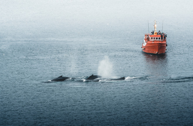 ship whale watching Greenland shutterstock