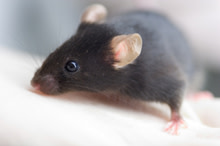 mouse220.jpg
