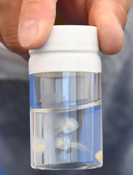 jellyfish bottle