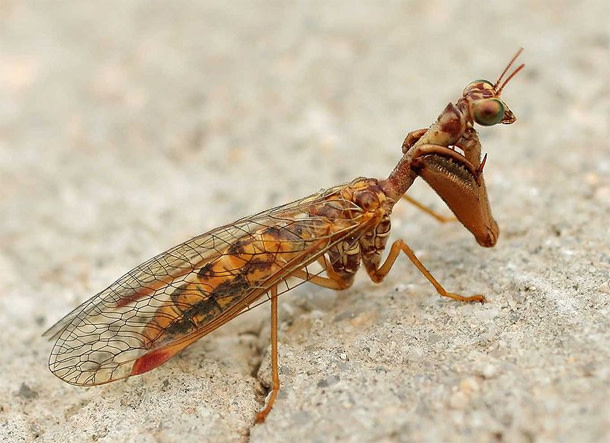 Mantidfly.jpg