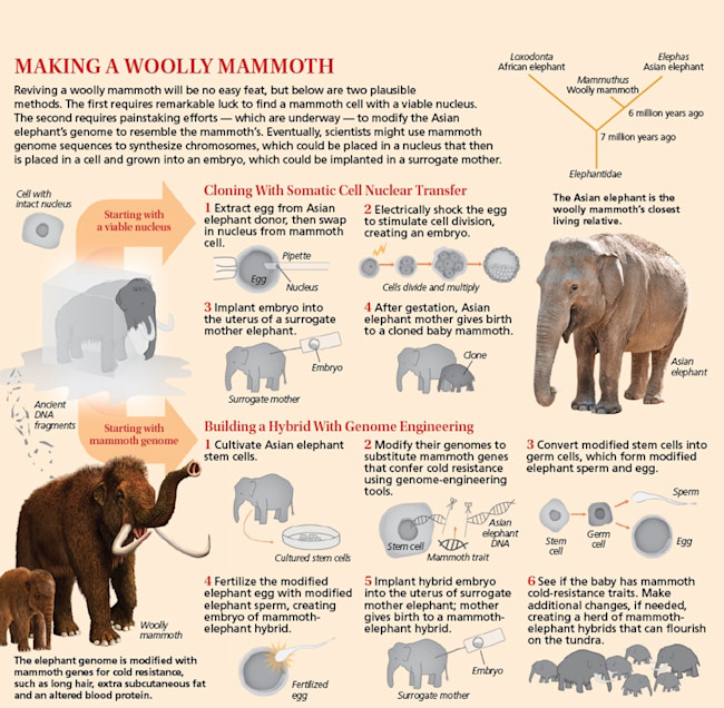 Making a Woolly Mammoth - Discover