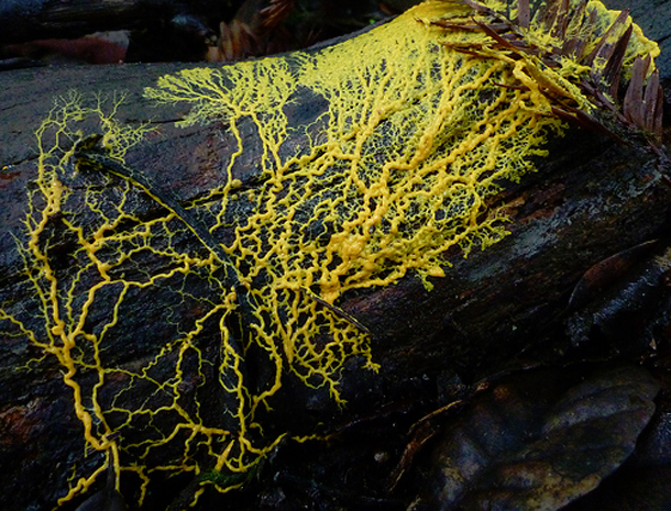 Slime-mould.jpg