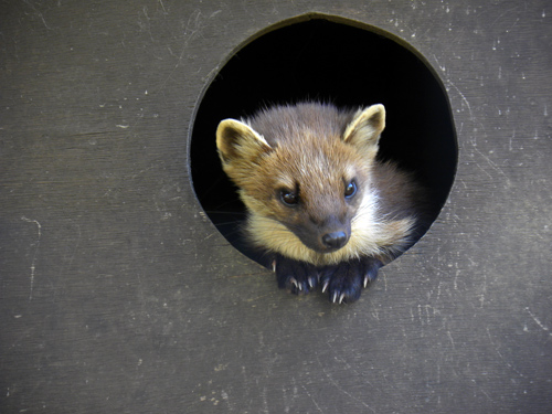 PineMarten.jpg