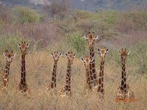 Photo-Credit-Twiga-Walinzi1 preview-1-300x225