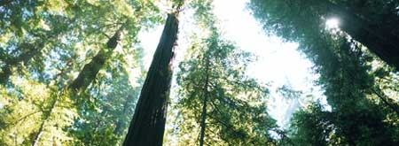 tree1.jpg