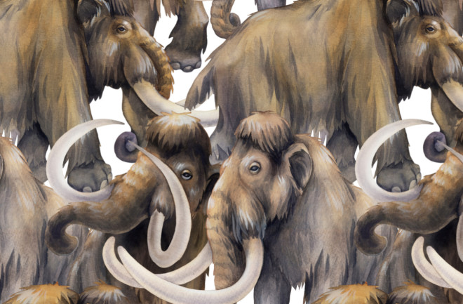 Woolly mammoth illustration
