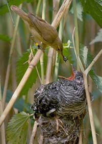 Reed_warbler_cuckoo.jpg