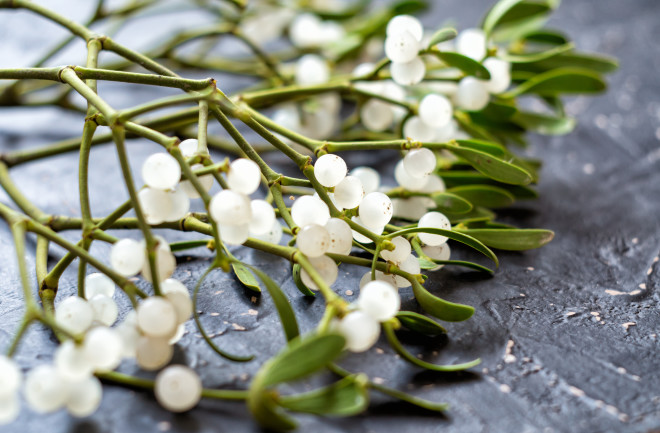 Mistletoe berries